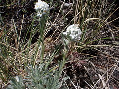 Oreocarya spiculifera