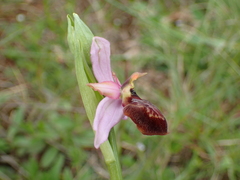 Ophrys sphegodes aveyronensis