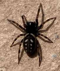 Nurscia albomaculata