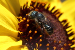 Osmia coloradensis