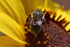 Osmia coloradensis