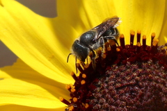 Osmia coloradensis