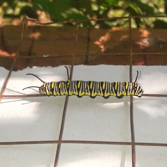 Danaus gilippus gilippus