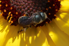 Osmia coloradensis