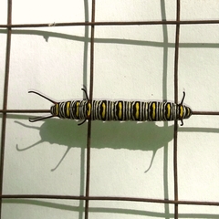 Danaus gilippus gilippus