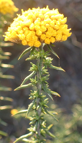Image of Metalasia aurea by (c) Nicola van Berkel, some rights reserved (CC BY-SA)