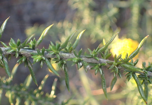 Image of Metalasia aurea by (c) Nicola van Berkel, some rights reserved (CC BY-SA)