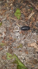 Armadillidium vulgare