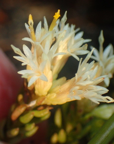 Image of Pteronia teretifolia by (c) Nicola van Berkel, some rights reserved (CC BY-SA)