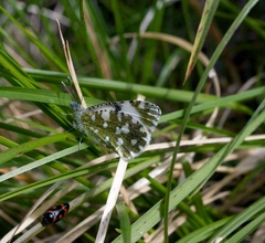 Euchloe tagis