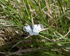 Euchloe tagis