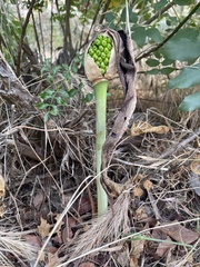 Arum elongatum