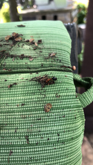 Camponotus floridanus