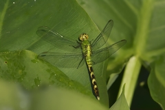 Erythemis simplicicollis