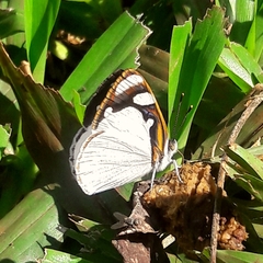 Dynamine coenus coenus