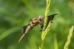 Erythemis simplicicollis