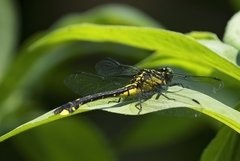 Erythemis simplicicollis