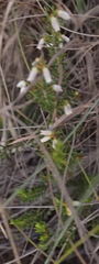 Erica simulans