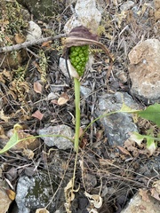 Arum elongatum