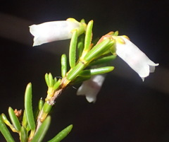 Erica simulans