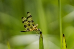 Erythemis simplicicollis