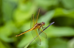 Erythemis simplicicollis