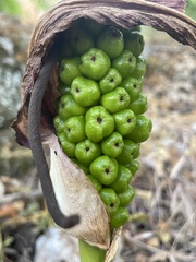 Arum elongatum
