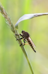 Erythemis simplicicollis