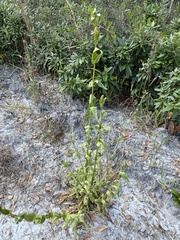 Penstemon multiflorus