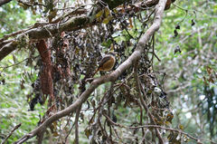 Monticola erythronotus