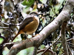 Monticola erythronotus