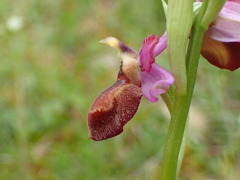 Ophrys sphegodes aveyronensis