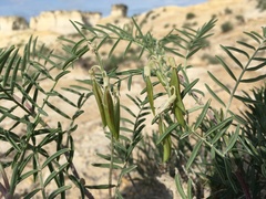 Astragalus racemosus