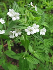 Lithospermum erythrorhizon