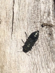 Chrysophana