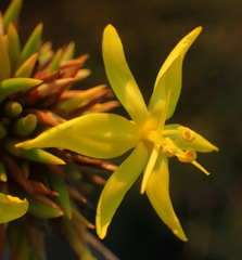 Bobartia orientalis