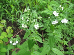 Lithospermum erythrorhizon