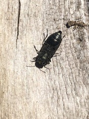 Chrysophana