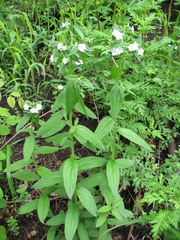 Lithospermum erythrorhizon