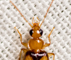 Nemotarsus elegans