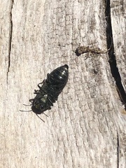 Chrysophana