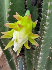 Cereus jamacaru