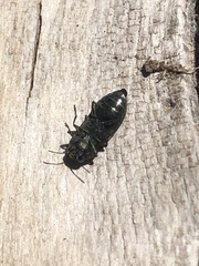 Chrysophana