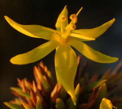 Bobartia orientalis