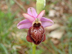 Ophrys sphegodes aveyronensis