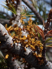 Arceuthobium cyanocarpum