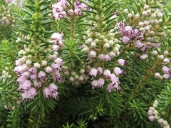 Erica vagans