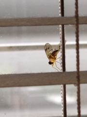 Diptera