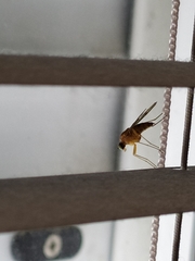 Diptera