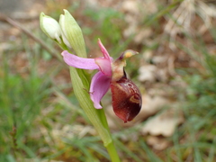 Ophrys sphegodes aveyronensis